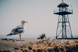 Gull on island of Alcatraz, San Francisco - U.S.A. by Dylan van den Heuvel