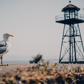 Möwe auf der Insel Alcatraz, San Francisco - U.S.A. von Dylan van den Heuvel