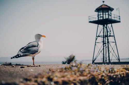 Gull on island of Alcatraz, San Francisco - U.S.A.