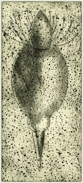 Candidate For The Gene Bank,2, Etching by Helga Pohlen - ThingArt