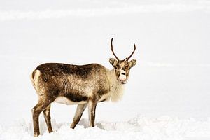 Rentier beim Grasen im Schnee im Winter in Nordnorwegen