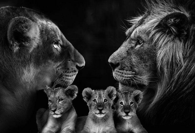 Famille de lions avec 3 petits par Bert Hooijer