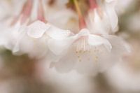 Morning dew in spring