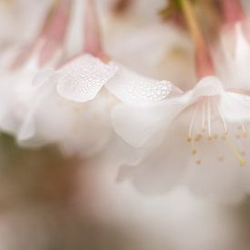 Ochtenddauw in de lente van Cathy Roels