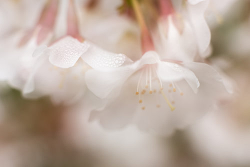 Morning dew in spring