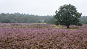 Blick über die violette Heide mit einem Schafstall