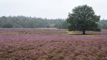 view over the purple heath with a sheepfold by Gerard de Zwaan