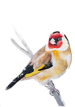 Goldfinch, beautiful proud bird by Angela Peters