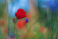 Mohnblume
