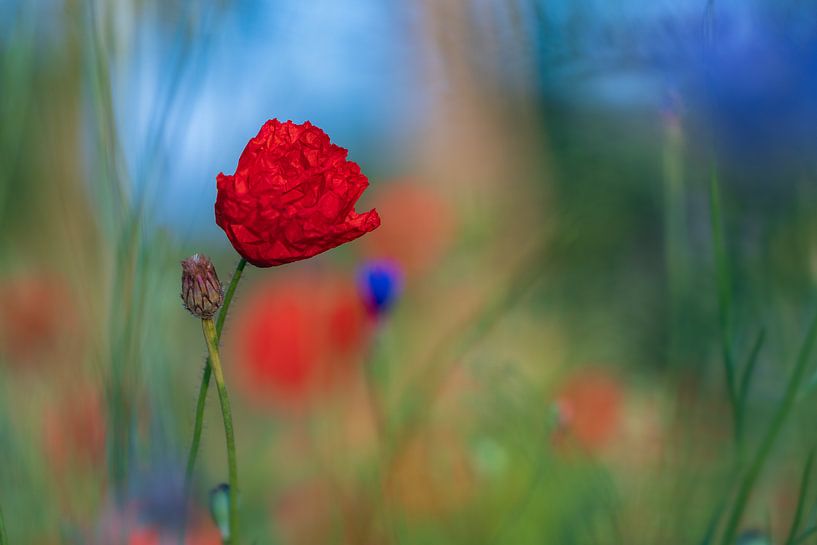 Mohnblume von Mark Dankers