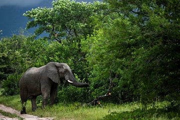 Elephant in Hoedspruit by Paula Romein