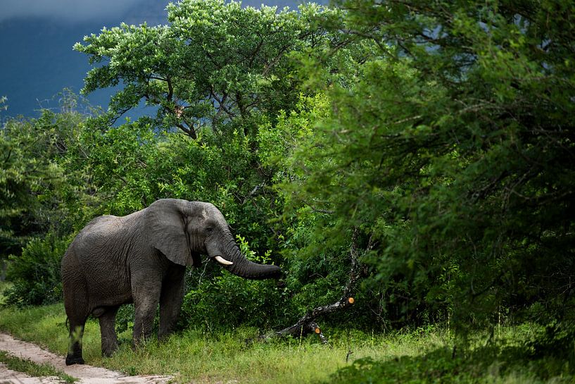 Elephant in Hoedspruit by Paula Romein