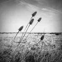 Distel Ooijpolder