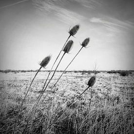 Thistle Ooijpolder by Enrico Veneziano