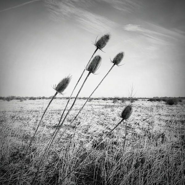 Distel Ooijpolder von Enrico Veneziano