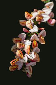 Raffinierte blühende Ginsterbüsche in sanftem Hell-Dunkel-Kontrast