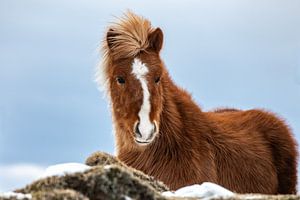 Bruin ijslands paard in de winter. van Ron van der Stappen