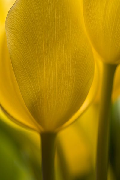 Tulpen, de lente begint! van Marjolijn van den Berg