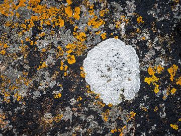 Mit gelben und weißen Flechten bedeckter Felsen von Luc de Zeeuw