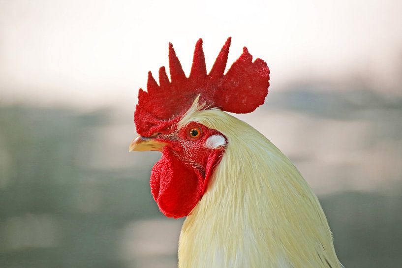 White cock with red comb by Udo Herrmann