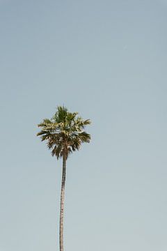 Palmboom aan de kust in Italië van Photolovers reisfotografie