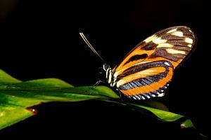 Passiebloem vlinder (Heliconius Hecale) van Antwan Janssen