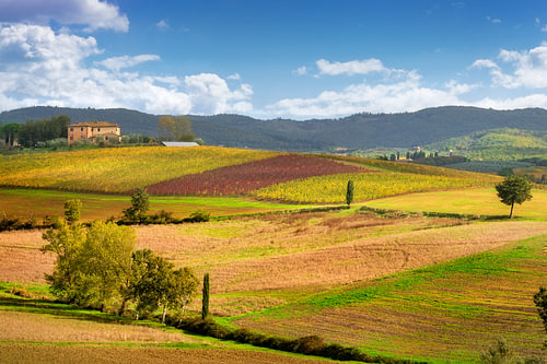 Herbstlandschaft mit Weinbergen in Castellina im Chianti, Italien