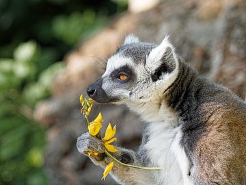 Romantic lemur with flowers by BHotography