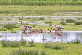 Family Goose in the Polder by Ellen Thomassen