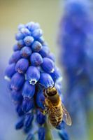 this bee sitting on a blue grape