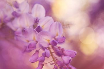 Le plaisir de la glycine