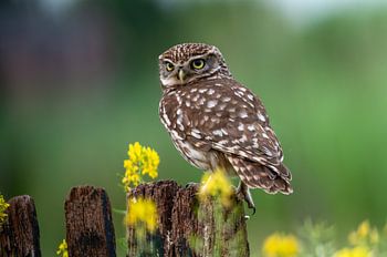 Petit hibou sur une vieille clôture