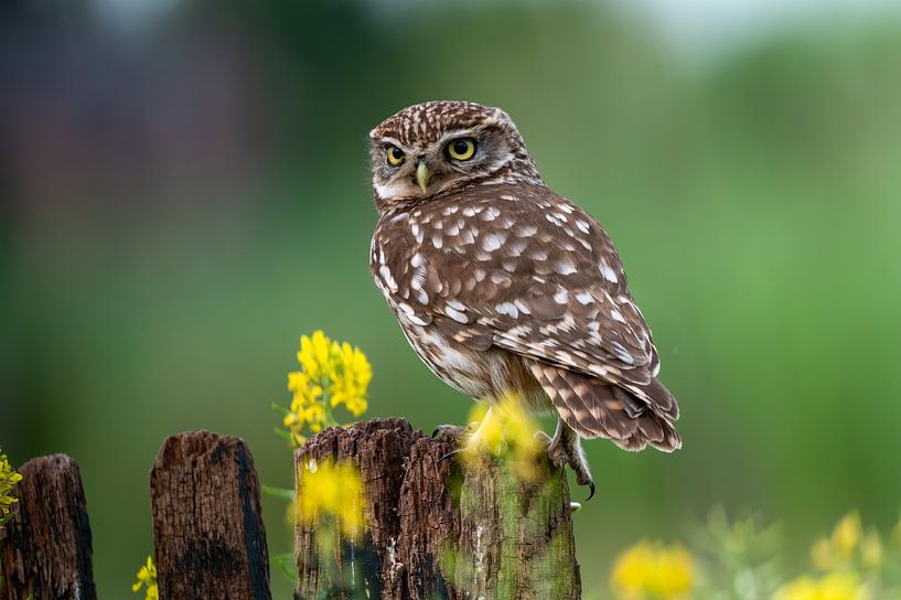 Petit hibou sur une vieille clôture par Wildlife by JJB