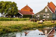 Zaans characteristic old Dutch farm with sheep by Johan Veenstra thumbnail