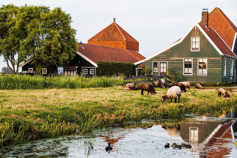 Zaans characteristic old Dutch farm with sheep by Johan Veenstra