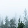 La cime des arbres dans le brouillard. sur Axel Weidner