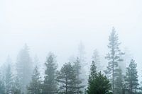 Tree tops in the fog.