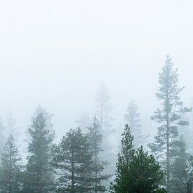 Boom toppen in de mist. van Axel Weidner