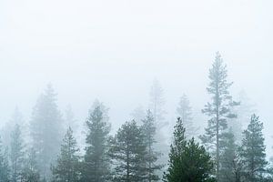 La cime des arbres dans le brouillard.