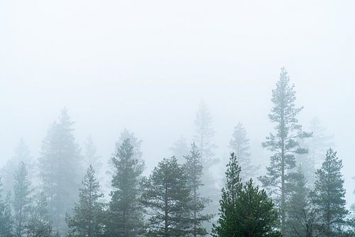 La cime des arbres dans le brouillard. sur Axel Weidner