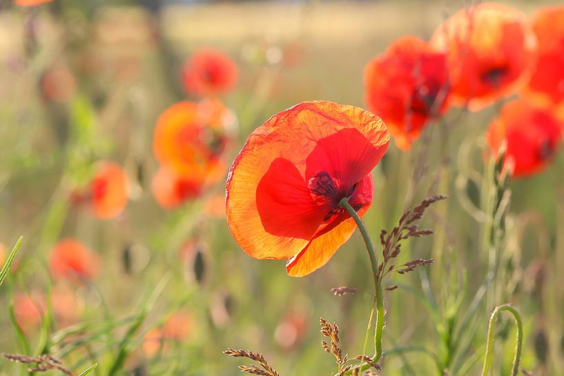 Mohnblumenfeld von Naturdetail Fotografie