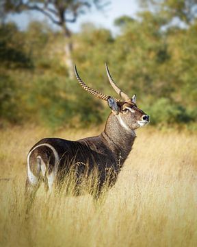 Homme au waterbuck dans la savane sur Tom Zwerver