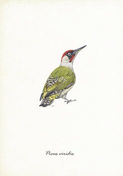 Green Woodpecker