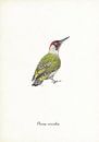 Green Woodpecker by Jasper de Ruiter thumbnail
