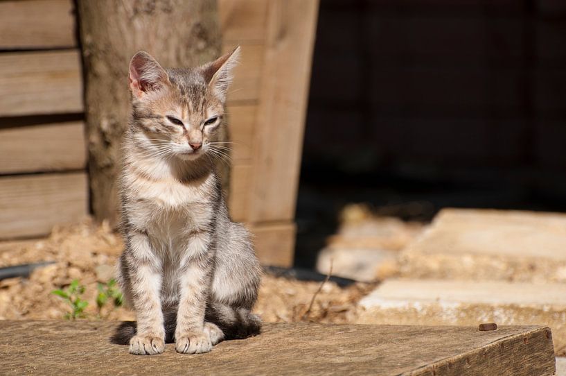 Mère chat par Eugenio Eijck