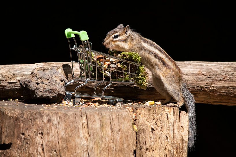 Shopping ground squirrel by Henk Elshout