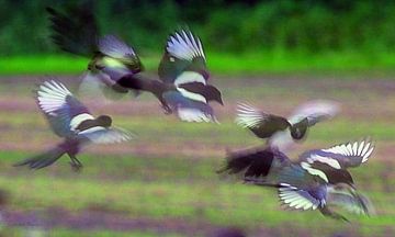 quarrelling magpies by appie bonis