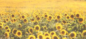 Tournesols sur Bart Ceuppens