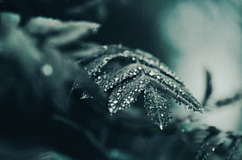A wet leaf – raindrops on foliage by LinaTea UmbraVisuals