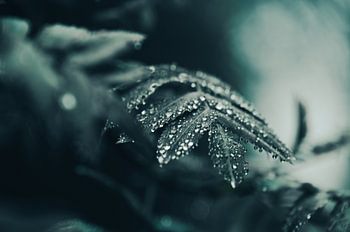 A wet leaf – raindrops on foliage